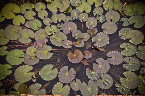 pond, water lily, lily leaves, lotus leaves, lotus